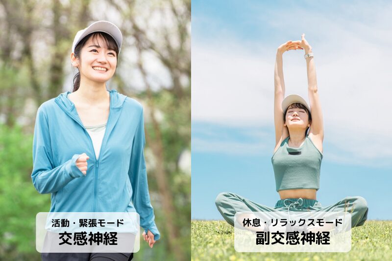 交感神経と副交感神経