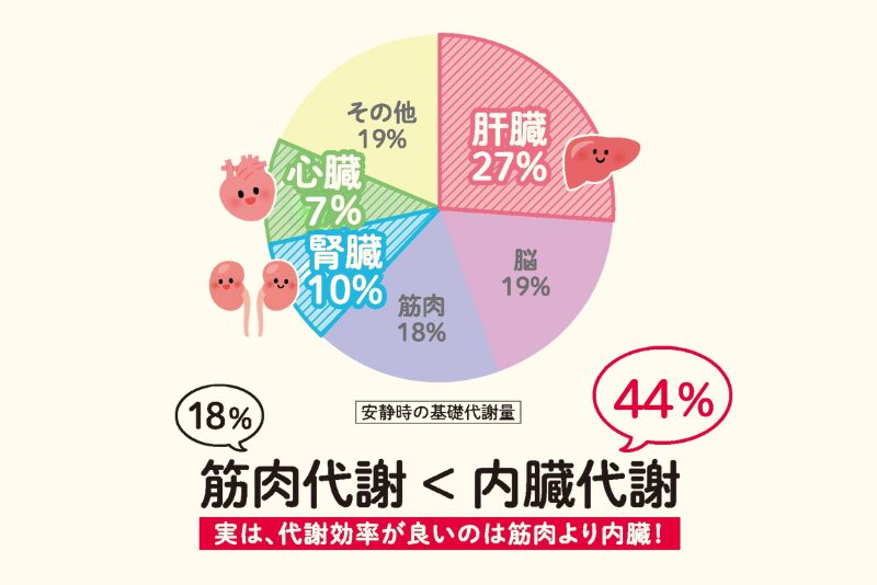 連鎖1．基礎代謝の鍵を握る「肝臓」の機能が低下