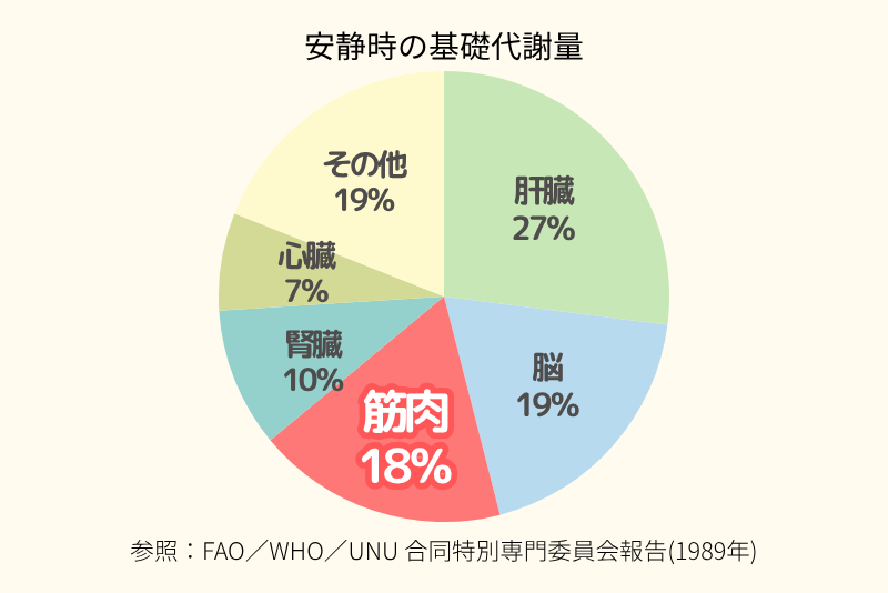 安静時の基礎代謝量